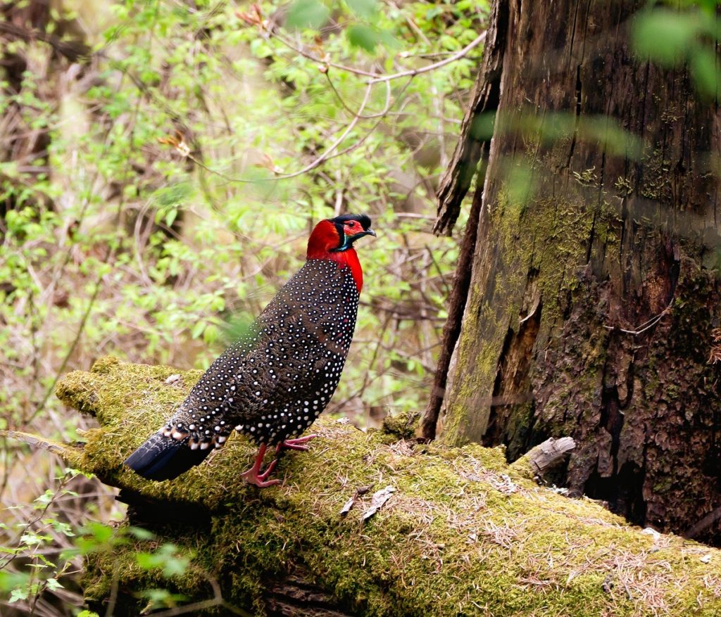 Western Tragopan – Comfort Bird Tour India.